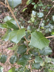 Alchornea ilicifolia