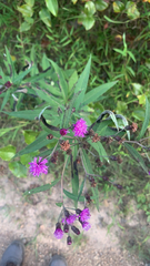 Vernonia noveboracensis