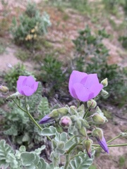 Cristaria glaucophylla