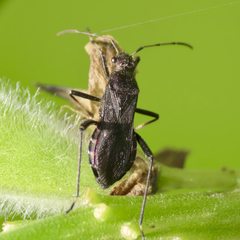 Alydus calcaratus