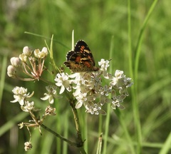 Phyciodes phaon
