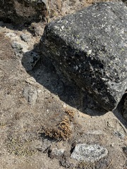 Myriopteris gracillima