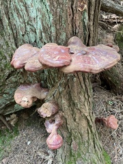 Ganoderma tsugae