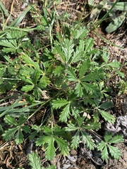 Potentilla argentea