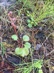 Pyrola