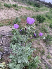 Cristaria glaucophylla