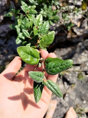 Shepherdia canadensis