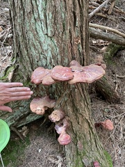 Ganoderma tsugae