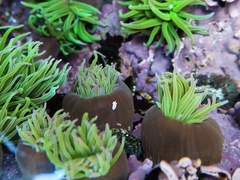 Anemonia viridis