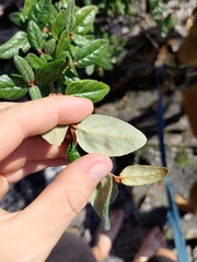 Shepherdia canadensis