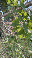 Dioscorea polystachya