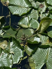 Lithobates catesbeianus