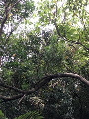 Acacia confusa