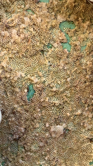Bryozoa