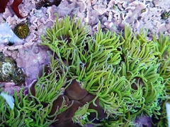 Anemonia viridis