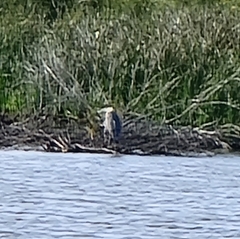 Ardeidae
