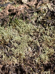Bryum argenteum