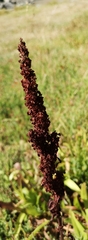 Rumex