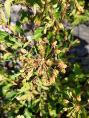 Physocarpus intermedius