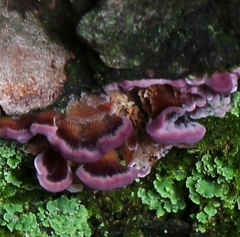 Trichaptum fuscoviolaceum
