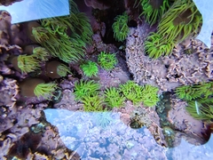 Anemonia viridis