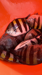Abudefduf vaigiensis