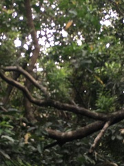 Acacia confusa