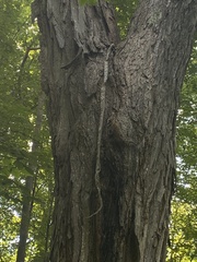 Pantherophis spiloides