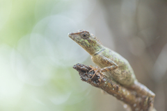 Agamidae