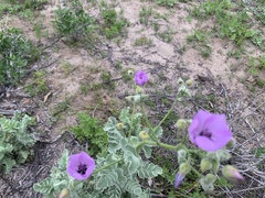 Cristaria glaucophylla