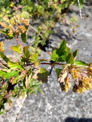 Physocarpus intermedius