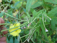 Epilobium coloratum