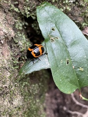 Labidomera clivicollis