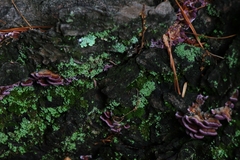 Trichaptum fuscoviolaceum