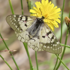 Parnassius clodius