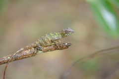 Agamidae