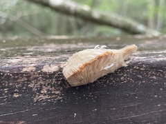 Megalopyge opercularis