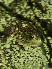 Lithobates septentrionalis