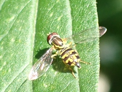 Toxomerus geminatus