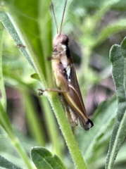 Paroxya atlantica