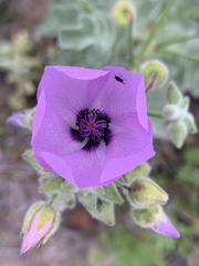 Cristaria glaucophylla