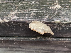 Megalopyge opercularis