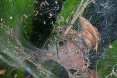 Aglaoctenus lagotis