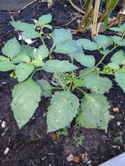 Solanum nigrum
