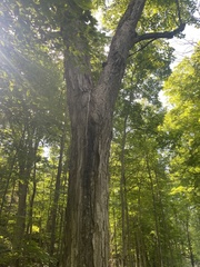 Pantherophis spiloides