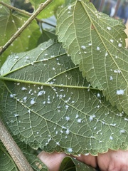 Prociphilus tessellatus