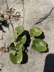 Calystegia soldanella