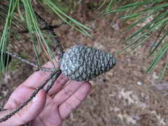 Pinus rigida