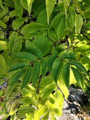Sambucus racemosa
