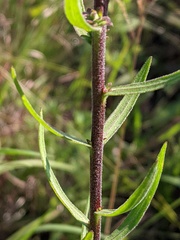 Liatris scariosa